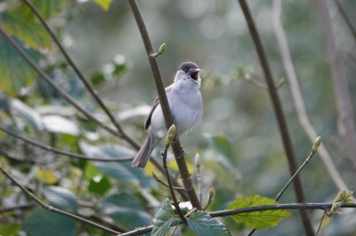 black cap warbler