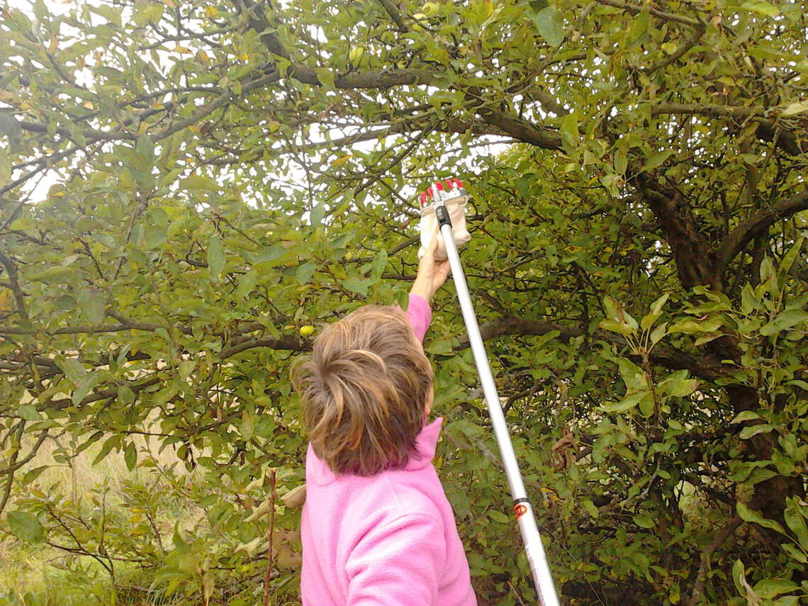 apple picking