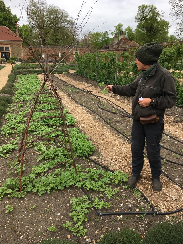 Ham House gardener Vanessa showing vegetable plot with mustard